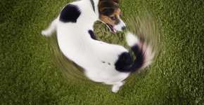 Foto: (Imagem sem texto alternativo disponivel ID [2731234])