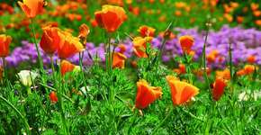 Foto: (Imagem sem texto alternativo disponivel ID [1394204])