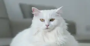 Foto: (Imagem sem texto alternativo disponivel ID [2709779])