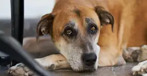 Zoonose não pode mais matar animais