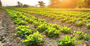 Mapa da soja ajuda na proteção ambiental do cerrado brasileiro