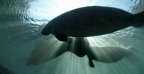 Mapas são fundamentais para a proteção de animais marinhos