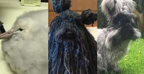 Foto: (Imagem sem texto alternativo disponivel ID [1114221])