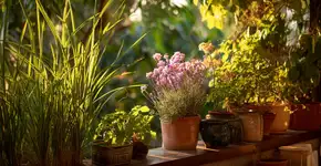 Essas árvores liberam aromas que fazem mosquitos se afastarem do ambiente