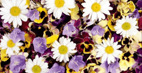 Foto: (Divulgação: Festival da Primavera de Santo André)