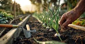 Agora é a hora certa: Como plantar alho corretamente