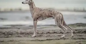 Foto: (Imagem sem texto alternativo disponivel ID [2603492])