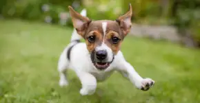 Foto: (Imagem sem texto alternativo disponivel ID [1048805])