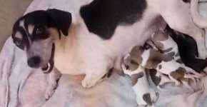 Cadela adota filhotes abandonados em caixa de sapato em Goiás