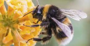 Foto: (Imagem sem texto alternativo disponivel ID [1193700])