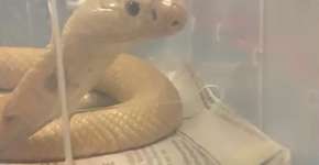 Estudante picado por cobra naja no DF está em coma