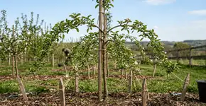 Foto: (Imagem sem texto alternativo disponivel ID [2762896])