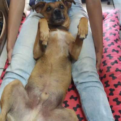 Veja alguns dos cães e gatos que já estão participando do #MostreABarriguinha!