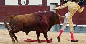 Toureiro francês leva chifrada no ânus em Madri; veja vídeo