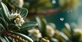 Esse arbusto resistente é perfeito para jardins modernos e clássicos