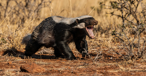 Foto: (Imagem sem texto alternativo disponivel ID [2715504])