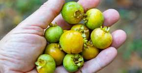 Foto: (Imagem sem texto alternativo disponivel ID [2717281])