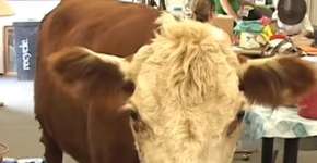 Foto: (Imagem sem texto alternativo disponivel ID [1086906])