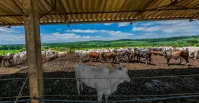 Curso técnico gratuito em agropecuária abre vagas em SP