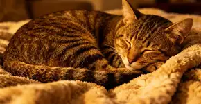 Foto: (Imagem sem texto alternativo disponivel ID [2670039])