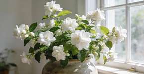 Foto: (Imagem sem texto alternativo disponivel ID [2692349])