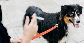 Estudo diz que fumo passivo causa problemas de saúde em animais