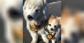Conheça a história do cachorro cego que tem um cão guia