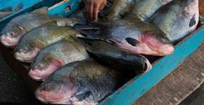 Foto: (Paralaxis/iStock)