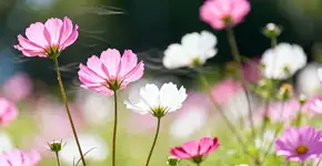 Foto: (Imagem sem texto alternativo disponivel ID [2673361])