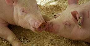 10 dados que vão fazer você parar de comer carne