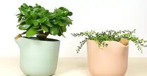 Startup holandesa cria vaso que armazena água por até 19 dias