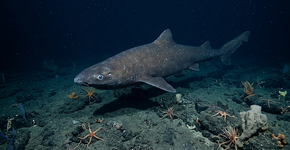 Pela primeira vez na história, um tubarão foi filmado em águas antárticas, e a cena levanta uma questão perturbadora sobre o que está mudando na ponta mais ao sul do planeta