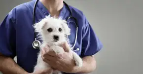 SP ganhará terceiro hospital veterinário público em janeiro