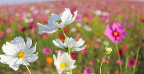 Foto: (Imagem sem texto alternativo disponivel ID [1866685])