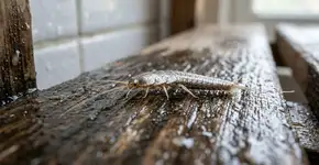 Que inseto é esse que se esconde em nossas casas?