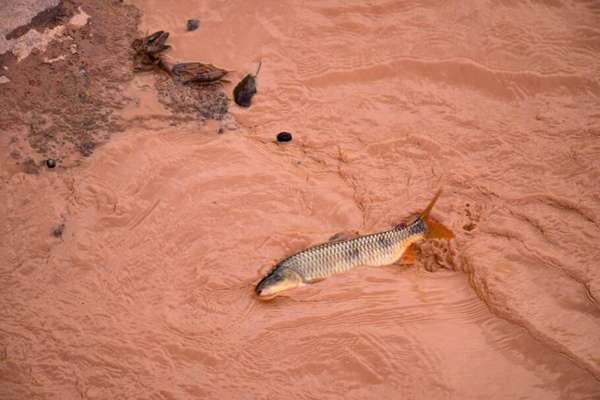Leonardo Merçon - Photography / INSTITUTO ÚLTIMOS REFÚGIOS
