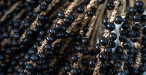 Os 5 benefícios do açaí para potencializar a saúde