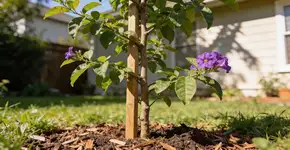 Foto: (Imagem sem texto alternativo disponivel ID [2699146])