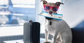 Foto: (damedeeso/iStock)