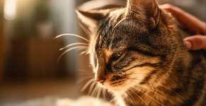 Por que os gatos adoram tapinhas na base do rabo