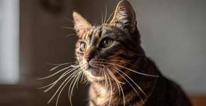 Foto: (Imagem sem texto alternativo disponivel ID [2687444])