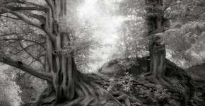 Fotógrafa registra algumas das árvores mais antigas do mundo