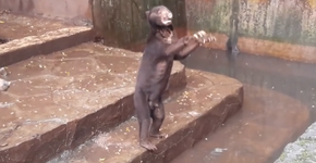 Vídeo mostra ursos subnutridos em zoológico na Indonésia