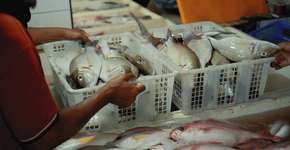 Foto: (Nikolai Grigorev/istock)