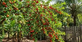 A árvore favorita dos jardins brasileiros, que oferece frutos em todas as estações, proporciona uma sombra agradável e ainda permite o uso de suas folhas para o preparo de chás
