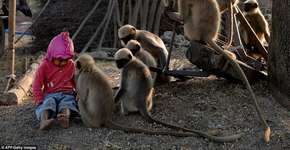 Foto: (Imagem sem texto alternativo disponivel ID [1619192])