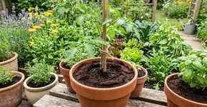 Proteja suas plantas com as borras de café: o truque definitivo e super eficaz para manter os insetos longe do seu jardim