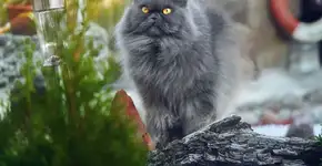 Foto: (Imagem sem texto alternativo disponivel ID [2732434])