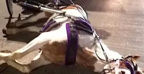 Cavalo explorado em carruagem desmaia de exaustão
