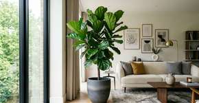 Plantas gigantes de interior estão de volta: quais são as tendências de decoração para 2026?